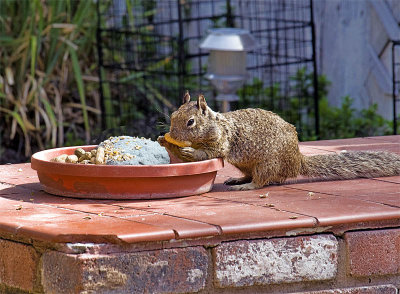 Squirrel