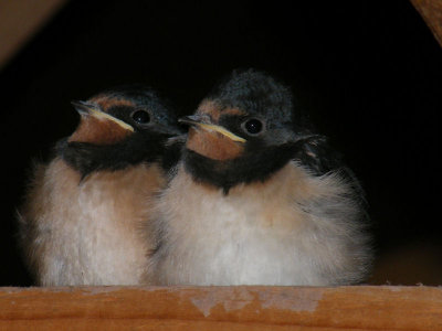 More Baby Swallows