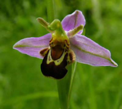 Bee orchid, Gwent Wildlife Trust Reserve
