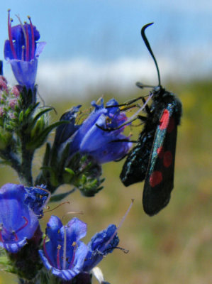 Burnett moth on Vipers Bugloss, Kenfig Rserve