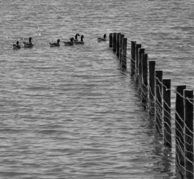 Canada Geese, Kenfig Lake B&W