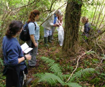 Dormouse nestbox survey, Gwent Wildlife Trust volunteers