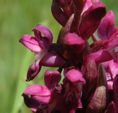 Early Marsh Orchid Kenfig Reserve