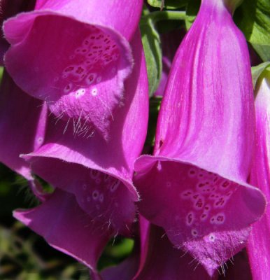 Foxgloves detail