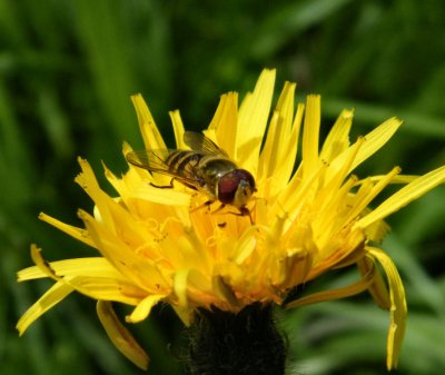 Hoverfly