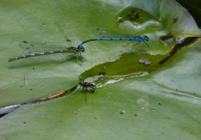 Mating Damsel Flies and pondskater