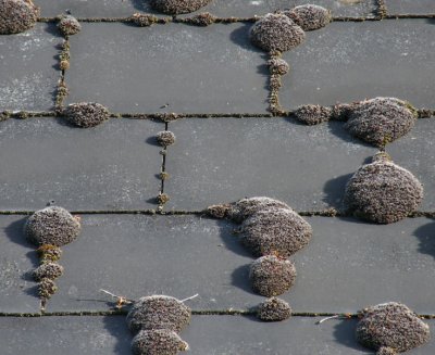 Moss on slate