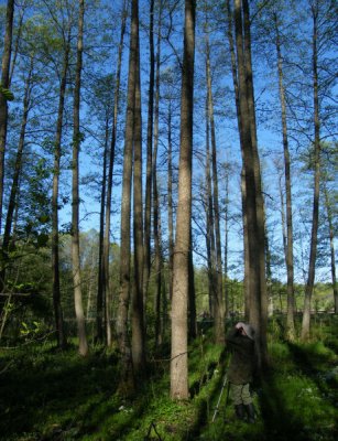 The forest edge, Bialowieza