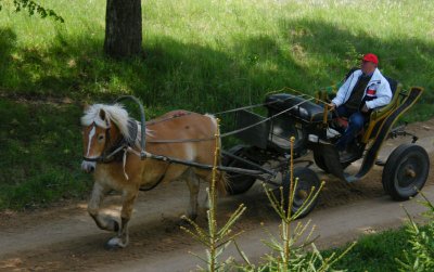 Horse carriage, Bialowieza