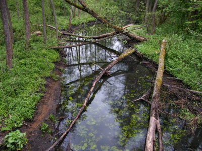 beaver activity in the forest (beavers coppice, rather than destroy, the trees)