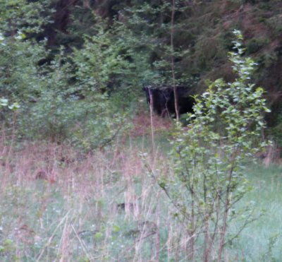 Awful shot of bison at 5am in the forest