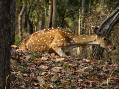 Spotted Deer_Pench