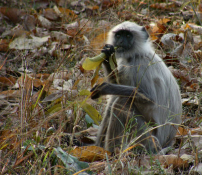 Grey Langur eating leaf_Pench