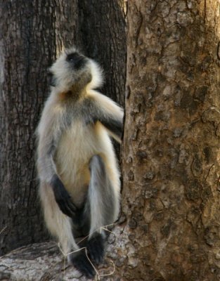 Grey Langur by tree_Pench