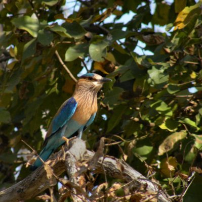 Indian Roller_Pench