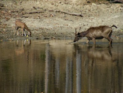 Spotted and Sambar Deer at waterhole_Pench