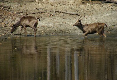 Two Male Sambar Deer at waterhole_Pench