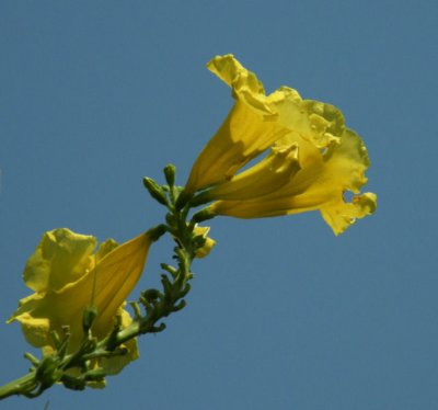 Yellow flower_Pench
