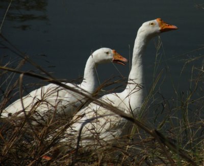 Geese_Pench
