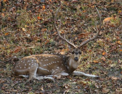 Spotted Deer stag_Pench also known as Chital or Axis Deer