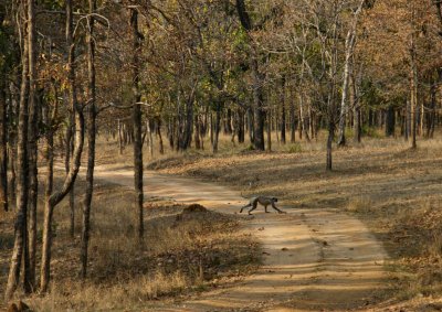 Pench forest and langur