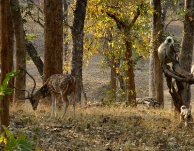 Spotted Deer and Langurs_Pench (they look out for each other)