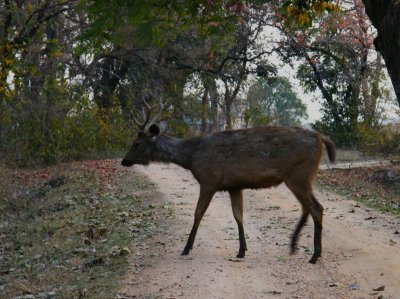 Male Sambar Deer_Pench