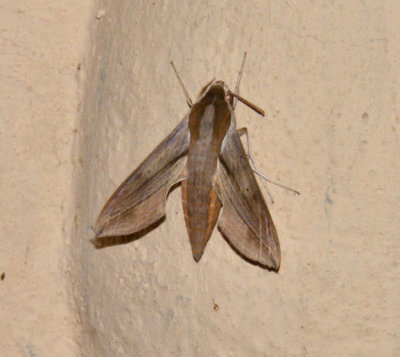 Nocturnal Hawkmoth_Pench