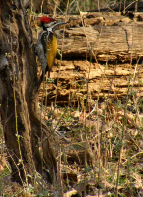 Golden Backed Woodpecker (I think)_Pench.JPG