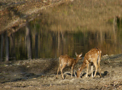 Spotted Deer and fawn by waterhole_Pench