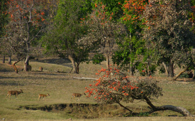 Pench view with chital