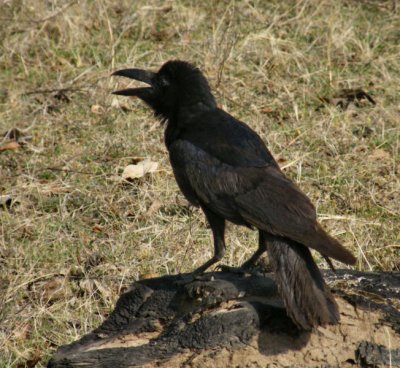 Long Billed House Crow_Pench