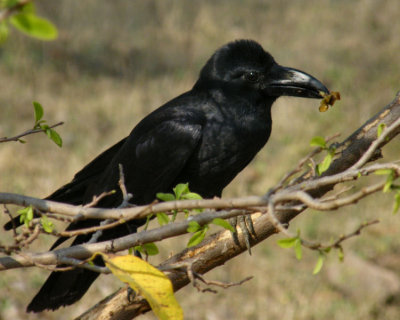 Long Billed House Crow _Pench