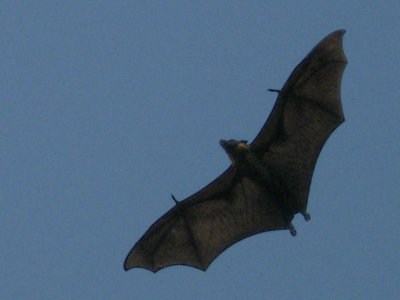 Fruit Bat or Flying Fox near Kanha (slightly over enlarged)