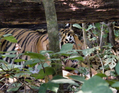 Female tiger _Kanha