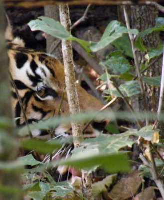 Female tiger_Kanha