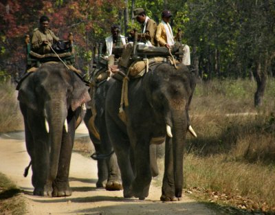 Elephants and mahouts return home_Kanha