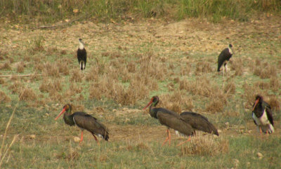 Glossy Ibis and Woolly Necked Storks _Kanha