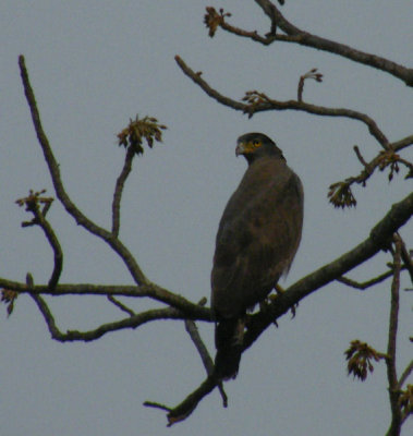 Crested Serpent Eagle_Kanha