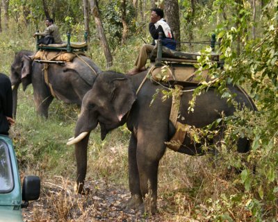 Elephants scout for tigers_Kanha
