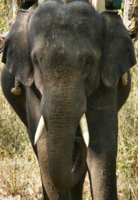Indian Elephant_Kanha
