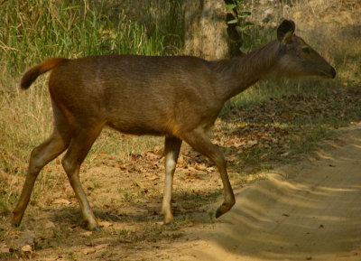Female Sambar Deer_Kanha