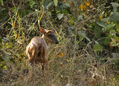 Female Muntjac or Barking Deer_Kanha