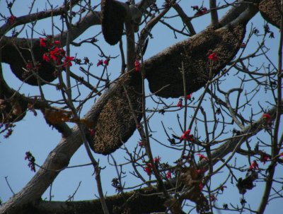 Honey bee colonies_Kanha (do not swat honey bees or the whole swarm will attack)o not swat