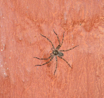 House spider_Kanha Jungle Lodge (it lived behind the dusting stick)