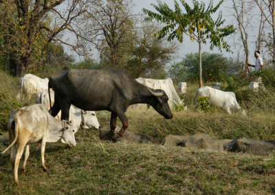 Waterbuffalo and cattle. on return towards Nagpur
