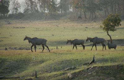 Nilgai (or Blue Bull) and peacock_Pench