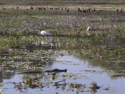 Alligator River floodplain with saltie crocodile spoonbill and whitling ducks