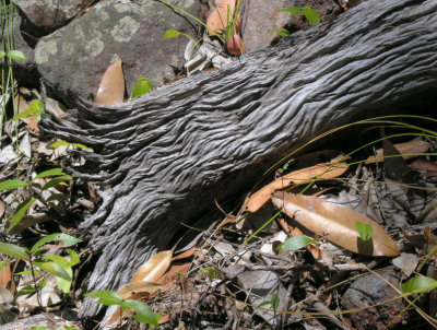 Fallen bark and leaves by Barramundie Creek
