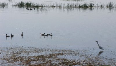 Whistling ducks and egret at Mamukala wetlands